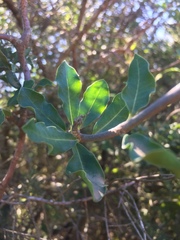 Fockea edulis