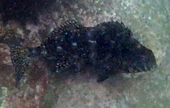 Aplodactylus lophodon
