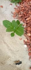 Calotropis procera