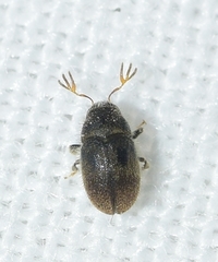 Phloeotribus scarabaeoides