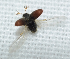 Phloeotribus scarabaeoides