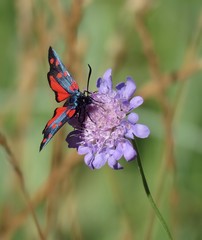 Zygaena angelicae