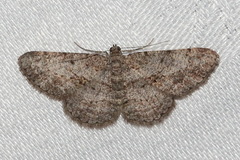 Psilalcis isombra