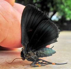 Egybolis vaillantina