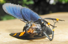 Egybolis vaillantina