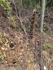 Phyllostachys edulis