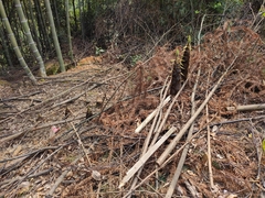Phyllostachys edulis
