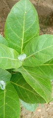 Calotropis procera