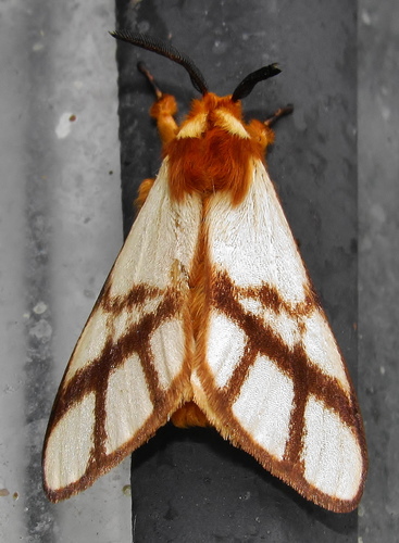 Anaphe panda Boisduval, 1847