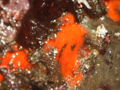 Poecilosclerida