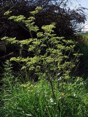 Peucedanum verticillare