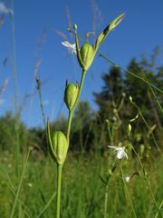 Gladiolus illyricus