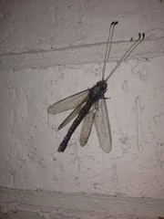 Ululodes quadripunctatus