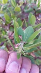 Arctostaphylos crustacea