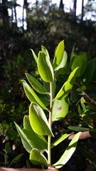 Arctostaphylos crustacea