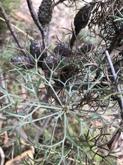 Petrophile canescens