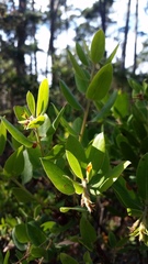Arctostaphylos crustacea