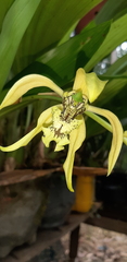 Coelogyne pandurata
