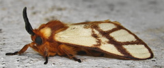 Anaphe panda
