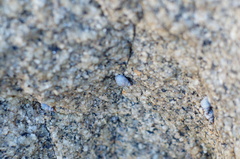 Echinolittorina aspera