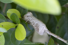 Formotensha cambodiana