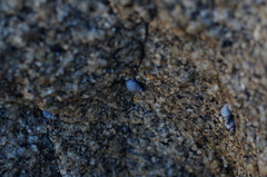 Echinolittorina aspera