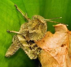 Abisares viridipennis