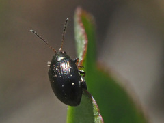 Chaetocnema concinna