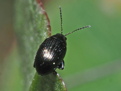 Chaetocnema concinna