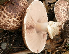 Agaricus austrovinaceus