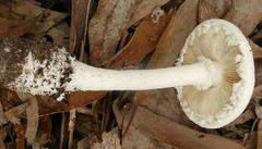 Amanita farinacea