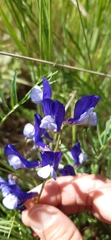 Vicia onobrychioides