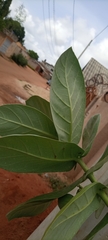 Calotropis procera