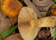 Cortinarius abnormis