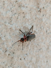 Cantharis rustica