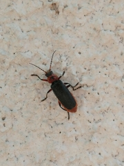Cantharis rustica