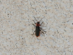 Cantharis rustica
