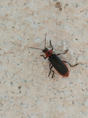 Cantharis rustica