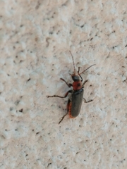 Cantharis rustica