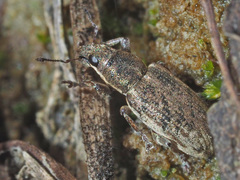 Sitona humeralis
