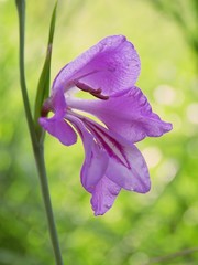 Gladiolus illyricus