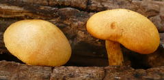 Gymnopilus ferruginosus