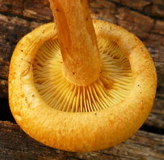 Gymnopilus ferruginosus
