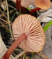 Laccaria canaliculata