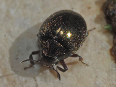 Lamprobyrrhulus nitidus