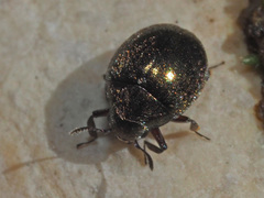 Lamprobyrrhulus nitidus
