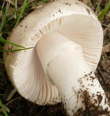 Leucoagaricus naucinus
