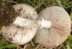 Leucoagaricus naucinus