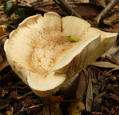 Leucopaxillus cerealis