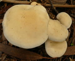 Leucopaxillus cerealis